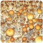 Псилоцибиновые (галлюциногенные)  грибы Psilocybin "Golden Teacher" в Кукморе