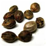 Семена марихуаны АК-47  (Seeds AK-47) в Кукморе